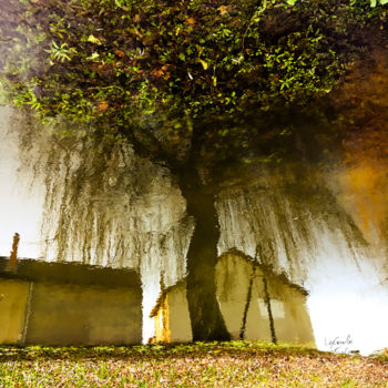 Photographie intitulée "Tree ten -S3" par C_cil, Œuvre d'art originale