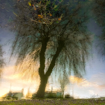 Photographie intitulée "Tree eleven -S3" par C_cil, Œuvre d'art originale