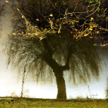 Photographie intitulée "Tree twelve -S3" par C_cil, Œuvre d'art originale