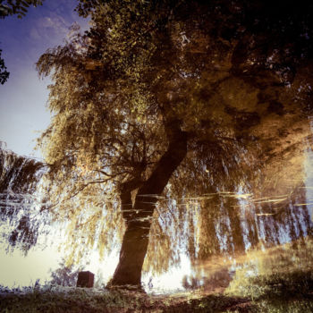 Fotografia intitulada "Tree eight -S4" por C_cil, Obras de arte originais