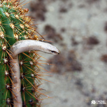 Photographie intitulée "Sans titre" par Cactus Vallee, Œuvre d'art originale, Photographie numérique
