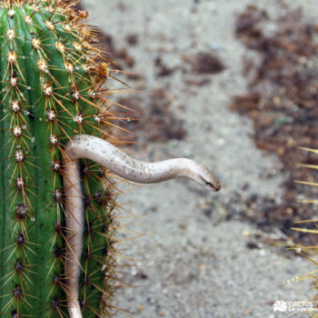 Fotografía titulada "Sans titre" por Cactus Vallee, Obra de arte original, Fotografía digital