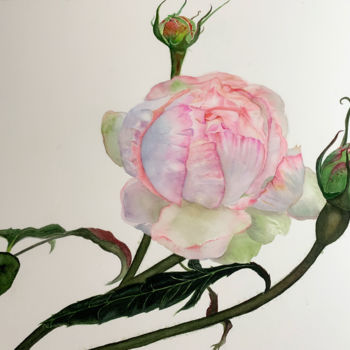Painting titled "Rose watercolor pai…" by Fangcai, Original Artwork, Watercolor