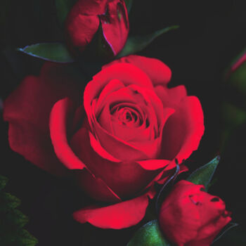 Photographie intitulée "Roses passions" par Camély, Œuvre d'art originale, Photographie numérique