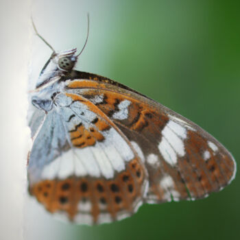 Photographie intitulée "Papillons au regard…" par Camély, Œuvre d'art originale, Photographie numérique Monté sur Aluminium