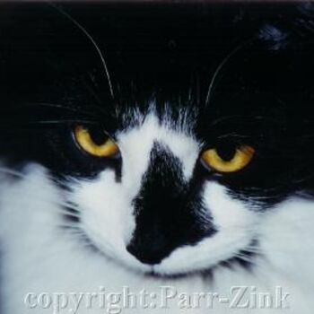 Photography titled "staring kitty" by Kathleen Zinkovitch, Original Artwork