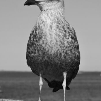 Fotografia zatytułowany „Oiseau de mer” autorstwa Camille R., Oryginalna praca, Fotografia cyfrowa