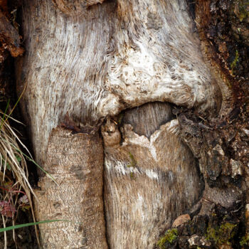 Photographie intitulée "L'homme des bois" par Camille R., Œuvre d'art originale, Photographie numérique