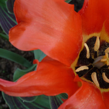 Photographie intitulée "Coeur de tulipe" par Camille R., Œuvre d'art originale, Photographie non manipulée