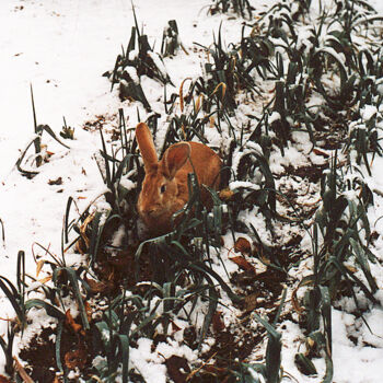 Photographie intitulée "Lapin des neiges" par Camille R., Œuvre d'art originale, Photographie argentique