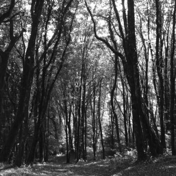 Photographie intitulée "Une forêt" par Camille R., Œuvre d'art originale, Photographie numérique