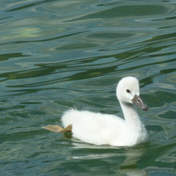 Photography titled "Bébé cygne" by Camille R., Original Artwork, Non Manipulated Photography