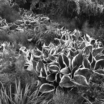 제목이 "Belles plantes"인 사진 Camille R.로, 원작, 조작되지 않은 사진