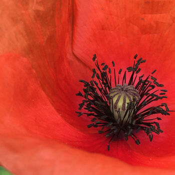 Photography titled "Coeur de coquelicot" by Camille R., Original Artwork, Non Manipulated Photography