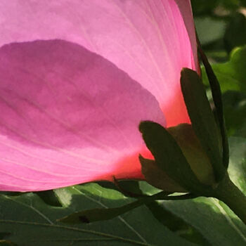 Photography titled "Rose et vert" by Camille R., Original Artwork, Non Manipulated Photography