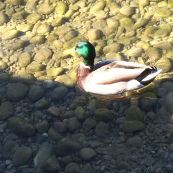 Photography titled "Colvert au soleil" by Camille R., Original Artwork, Non Manipulated Photography