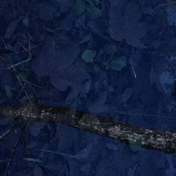 摄影 标题为“Serpent d'eau” 由Camille R., 原创艺术品, 非操纵摄影