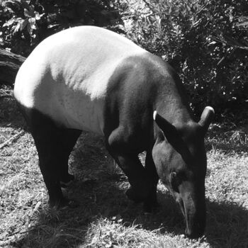 Photography titled "Tapir" by Camille R., Original Artwork, Non Manipulated Photography