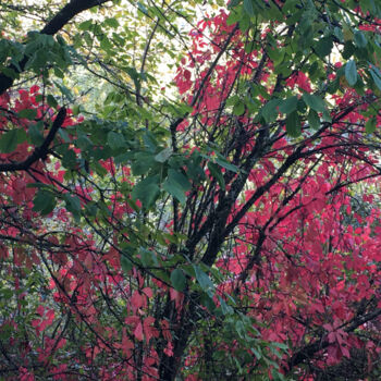 Photographie intitulée "Les arbres rouges" par Camille R., Œuvre d'art originale, Photographie non manipulée