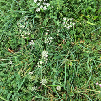 Photographie intitulée "Petites fleurs blan…" par Camille R., Œuvre d'art originale, Photographie non manipulée