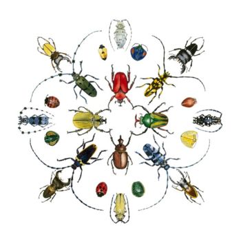 Pintura titulada "Beetles" por Candace Bialczak, Obra de arte original, Otro