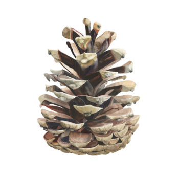 Painting titled "Pine Cone" by Candace Bialczak, Original Artwork, Oil