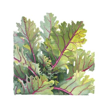 Painting titled "Decorative Cabbage" by Candace Bialczak, Original Artwork, Oil