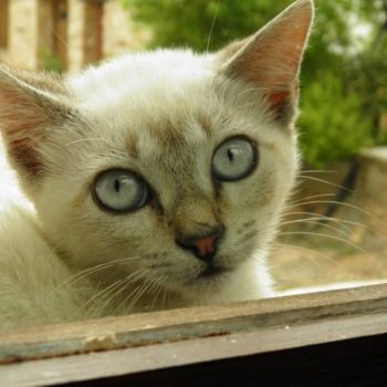 Photographie intitulée "Gato" par Enrique Carceller Alcón, Œuvre d'art originale