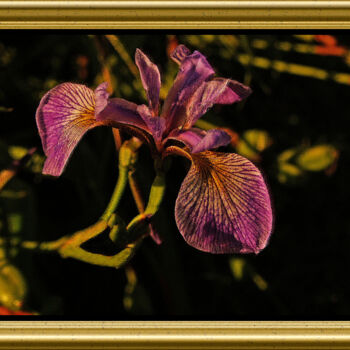 Fotografia zatytułowany „Iris sauvage” autorstwa Carl Legault, Oryginalna praca, Fotografia cyfrowa Zamontowany na Inny szty…