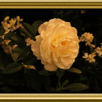 Photography titled "Rose blanche" by Carl Legault, Original Artwork, Digital Photography Mounted on Other rigid panel