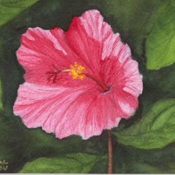 Painting titled "Hibiscus" by Carla J Connelly, Original Artwork, Oil