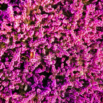 Photographie intitulée "Erica en fleur" par Carlo Ravedoni, Œuvre d'art originale, Photographie numérique