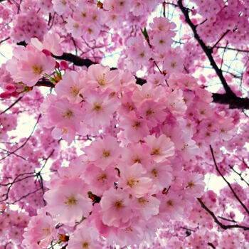 Фотография под названием "Cerisier en fleurs" - Carlo Ravedoni, Подлинное произведение искусства, Цифровая фотография
