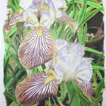 Drawing titled "Irises #artistsuppo…" by Carole Mcalpine, Original Artwork, Pencil Mounted on Other rigid panel