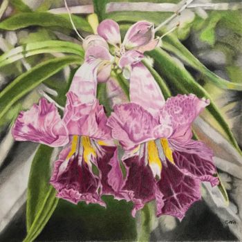 Dessin intitulée "Pink Flowers #artis…" par Carole Mcalpine, Œuvre d'art originale, Crayon