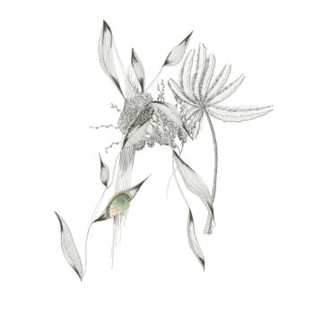 Desenho intitulada "Love vegetal #3" por Caroline Thunus, Obras de arte originais, Tinta
