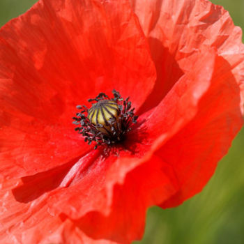 摄影 标题为“beautiful poppies 6” 由Carol Lynch, 原创艺术品, 数码摄影