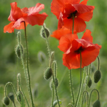 Photography titled "poppies 2" by Carol Lynch, Original Artwork, Digital Photography