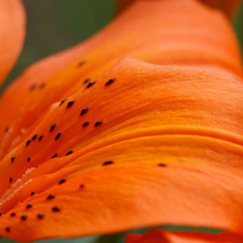 Φωτογραφία με τίτλο "Soft lily" από Carol Lynch, Αυθεντικά έργα τέχνης, Ψηφιακή φωτογραφία