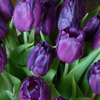 Photography titled "Purple tulips" by Carol Lynch, Original Artwork, Digital Photography