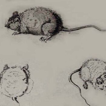 Disegno intitolato "Mice" da Carolyn   A. Debnam, Opera d'arte originale, Inchiostro Montato su Telaio per barella in legno