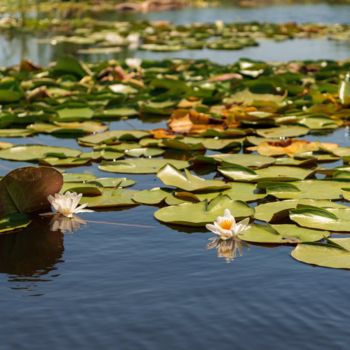 Fotografía titulada "Water lilies on the…" por Dan Carp, Obra de arte original, Fotografía digital