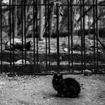 Photographie intitulée "Entre chats et gril…" par Cassandre Murail, Œuvre d'art originale, Photographie numérique