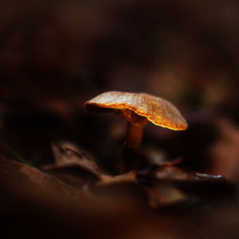 "Champignon automnal" başlıklı Fotoğraf Cassandre Murail tarafından, Orijinal sanat, Dijital Fotoğrafçılık