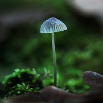 Photographie intitulée "Le champignon éclai…" par Cassandre Murail, Œuvre d'art originale, Photographie numérique