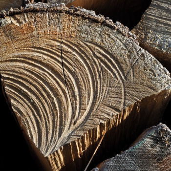 Photographie intitulée "Coupe de bois" par Catherine Boutin, Œuvre d'art originale, Photographie numérique