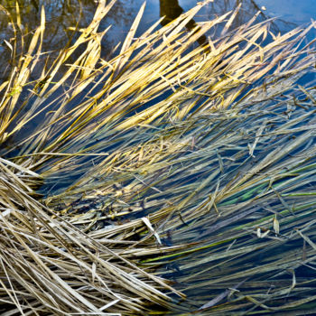 Photographie intitulée "Herbes folles" par Catherine Boutin, Œuvre d'art originale, Photographie numérique