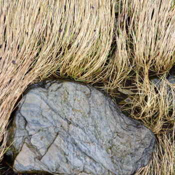 Photographie intitulée "Loch-Leven.Herbes e…" par Catherine Boutin, Œuvre d'art originale, Photographie numérique