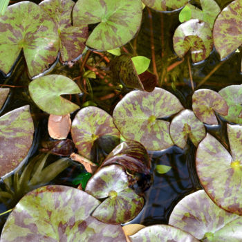 Photography titled "Feuilles de nénupha…" by Catherine Boutin, Original Artwork, Digital Photography