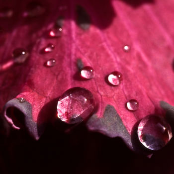 Photographie intitulée "chou après la pluie…" par Catherine Boutin, Œuvre d'art originale, Photographie numérique